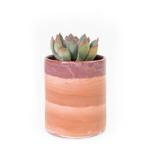 haworthiopsis-kaktusz-mediterran-kaspoban.jpg