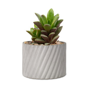 tradescantia-sillamontana-kaktusz-beton-hatasu-cserepben.jpg